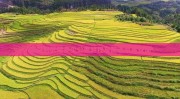 及王紫莹李晓辉晋级澳网轮椅网球决赛将与朱珍珍田中愛美争冠？哪吒怎么成为闽台区域的所在神