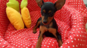 小鹿犬图片,探寻可爱与纯真的宠物伴侣”