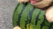 娱乐吃瓜狗,揭秘明星幕后故事与八卦风云
