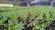 铁皮石斛种植技术,从选址到养护的实用指南”