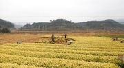 福建松溪：茶苗“黄金芽”受宠2025年5月29日黄金芽属于什么茶